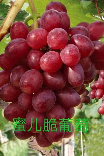 濮阳巨茉莉着色香芽变葡萄苗批发钱一棵根系发达